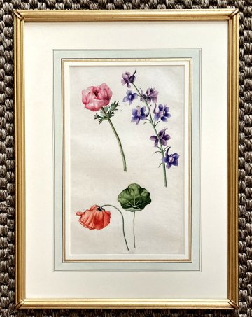 click for detailed image Botanical watercolor poppy.JPG